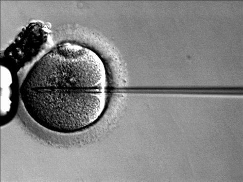 En este momento estás viendo Mejorando la calidad de los embriones para aumentar las tasas de fertilidad