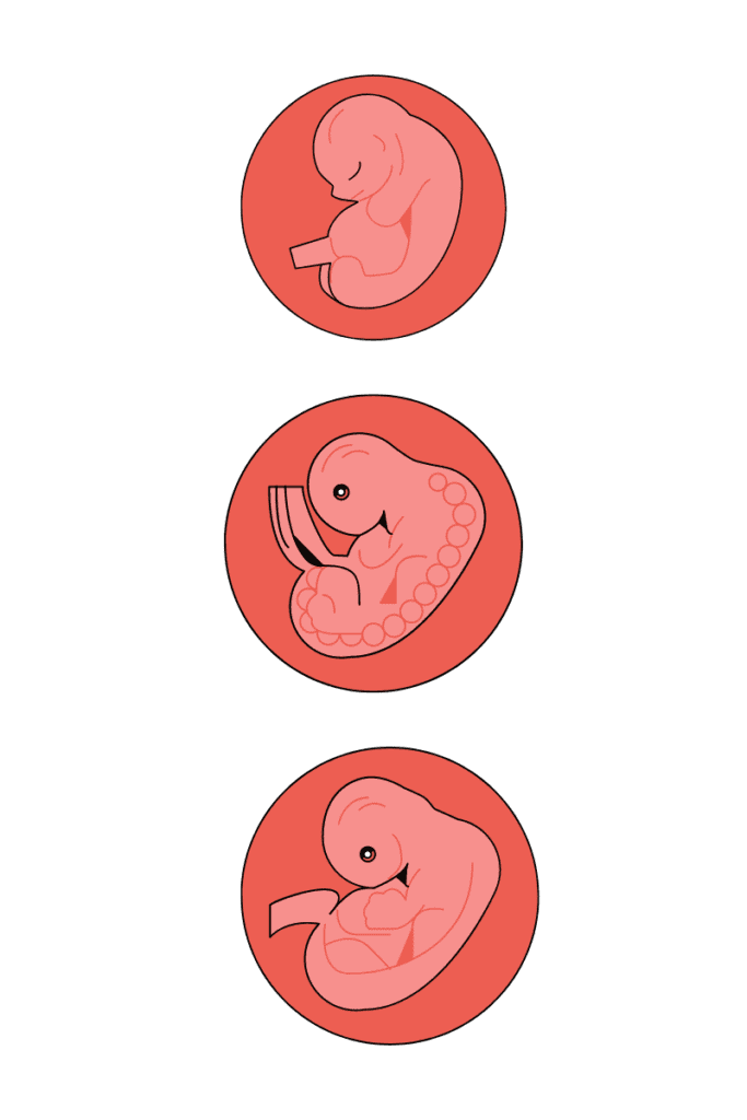 ¿Cómo se desarrolla una transferencia de embriones? 1