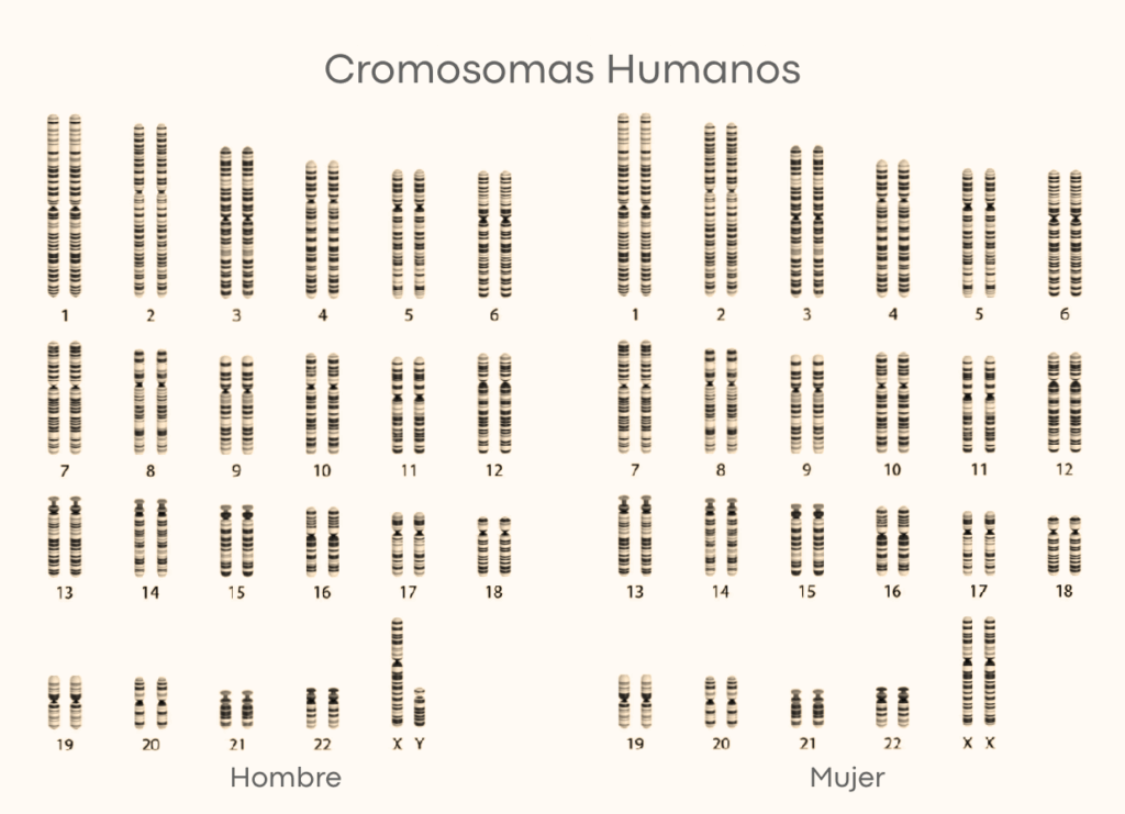 Prueba de Cariotipo: estudio cromosómico 3