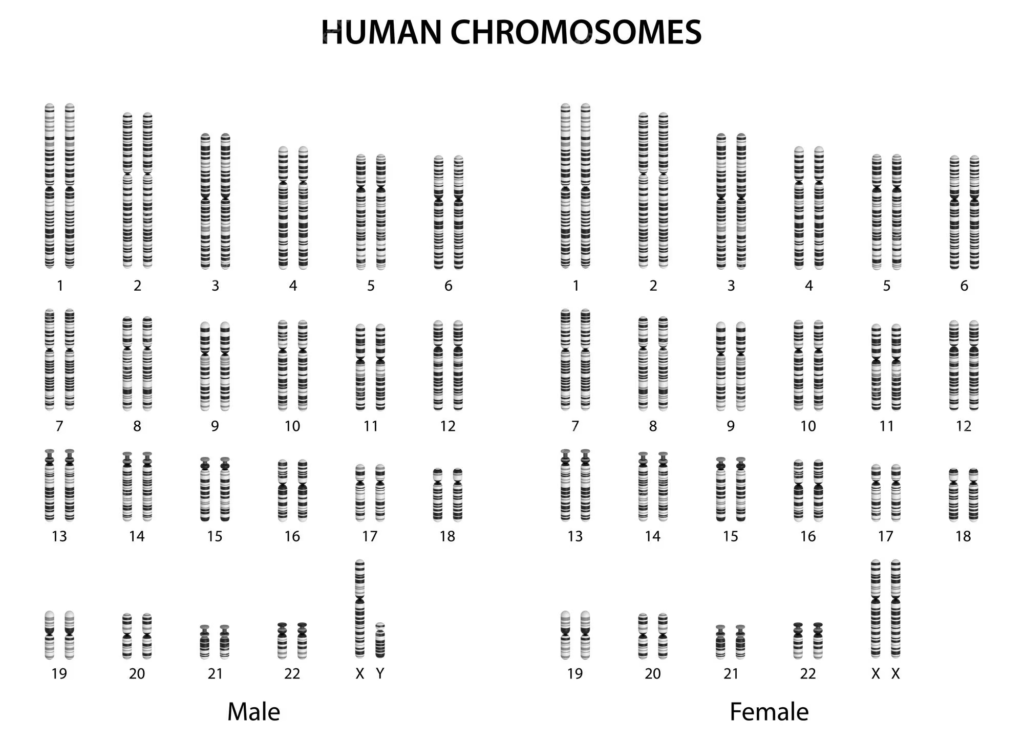 Prueba de Cariotipo: estudio cromosómico 4 cromosomas humanos segrelles ivf cariotipo