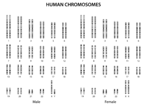 cromosomas humanos segrelles ivf cariotipo