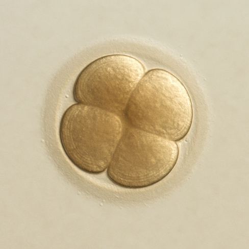 La importancia de los días fértiles de la mujer en tratamientos de fertilidad 2
