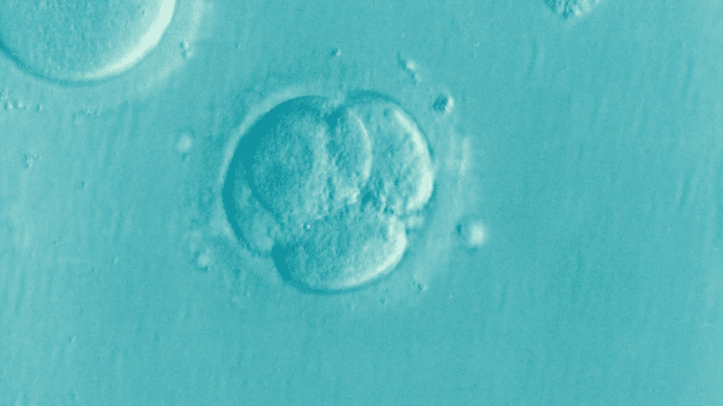 Mejorando la calidad de los embriones para aumentar las tasas de fertilidad 2