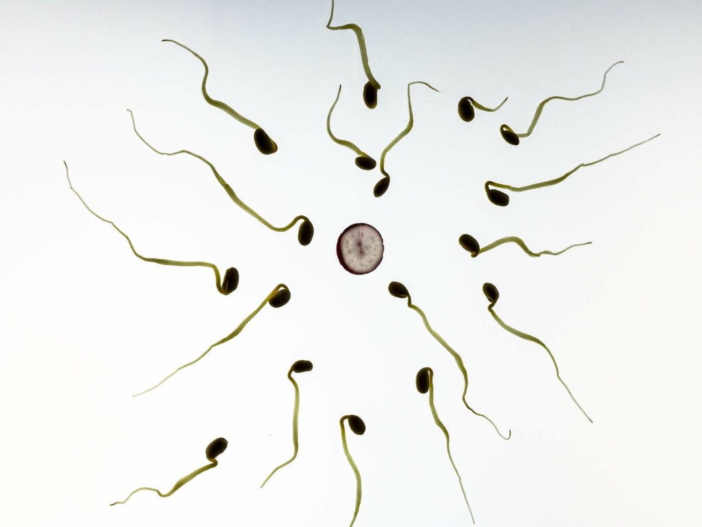 Mejorando la calidad de los embriones para aumentar las tasas de fertilidad 1